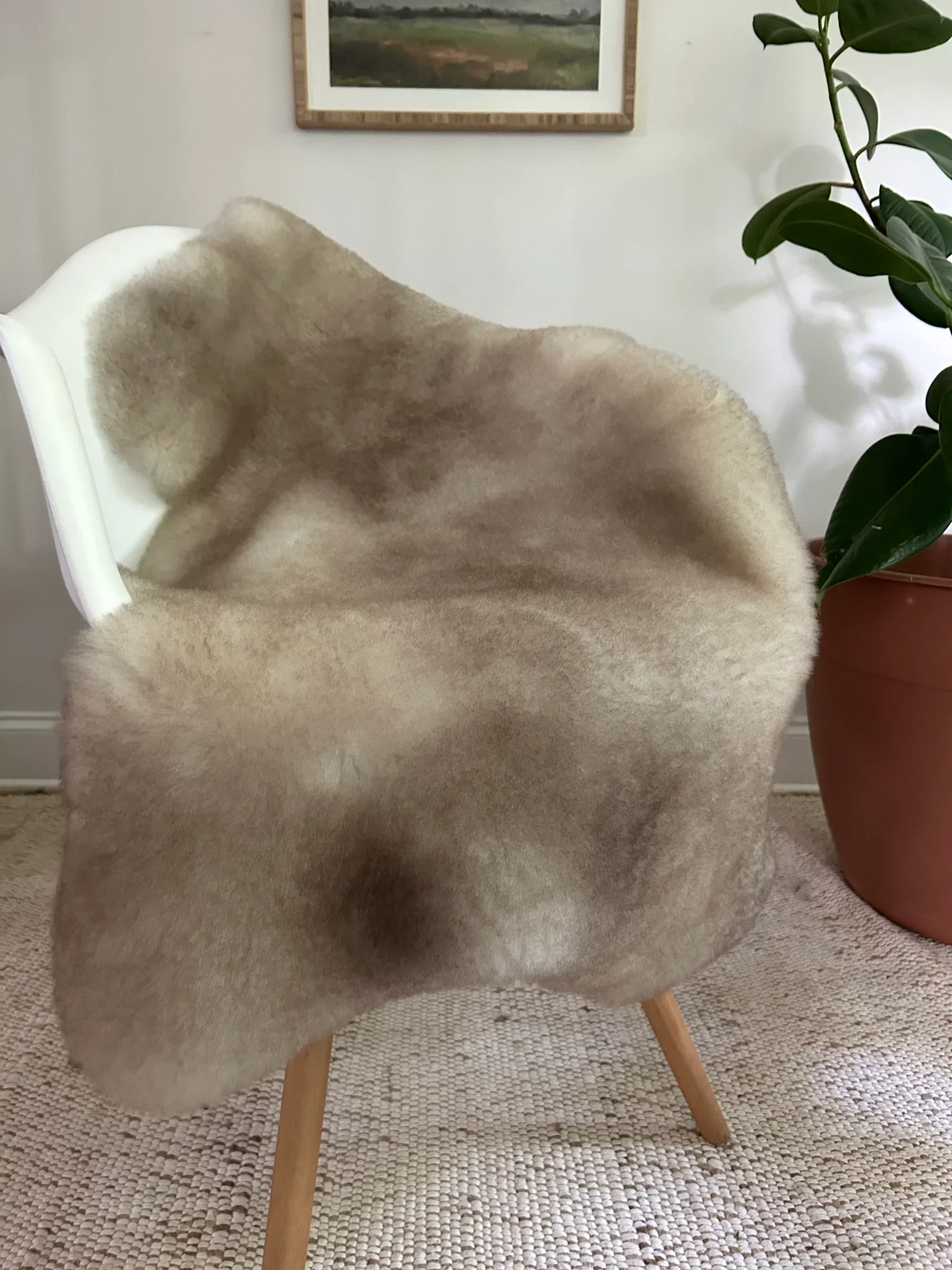 Greyish Brown Shortfur Sheepskin - Image 4