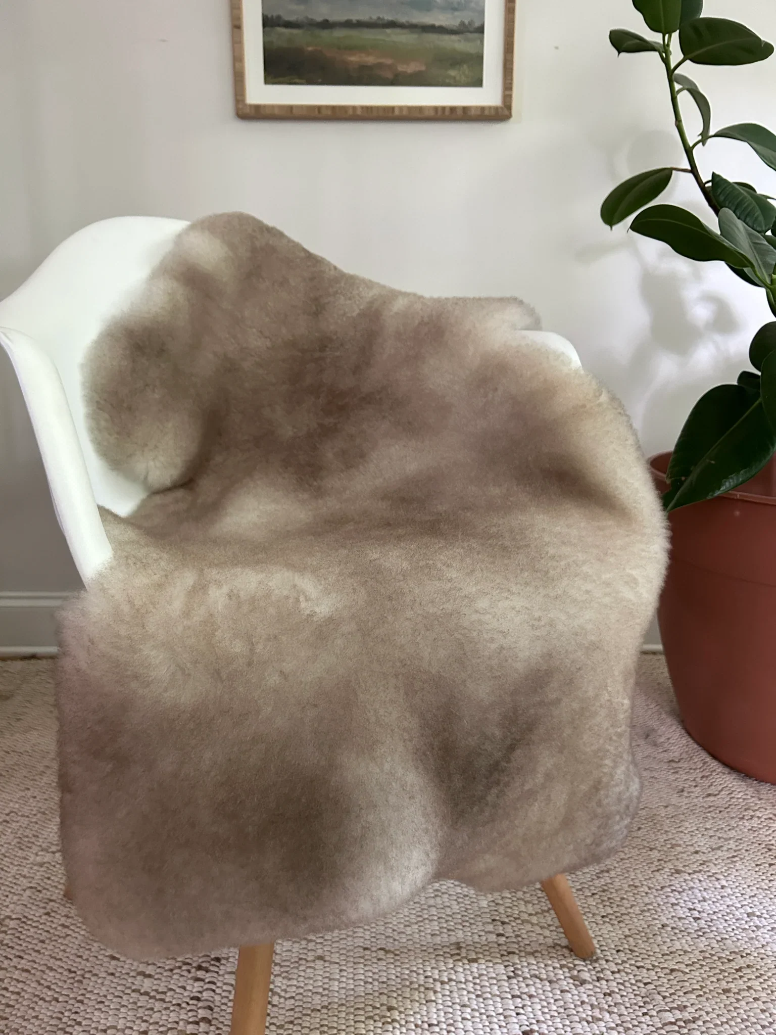 Greyish Brown Shortfur Sheepskin - Image 5