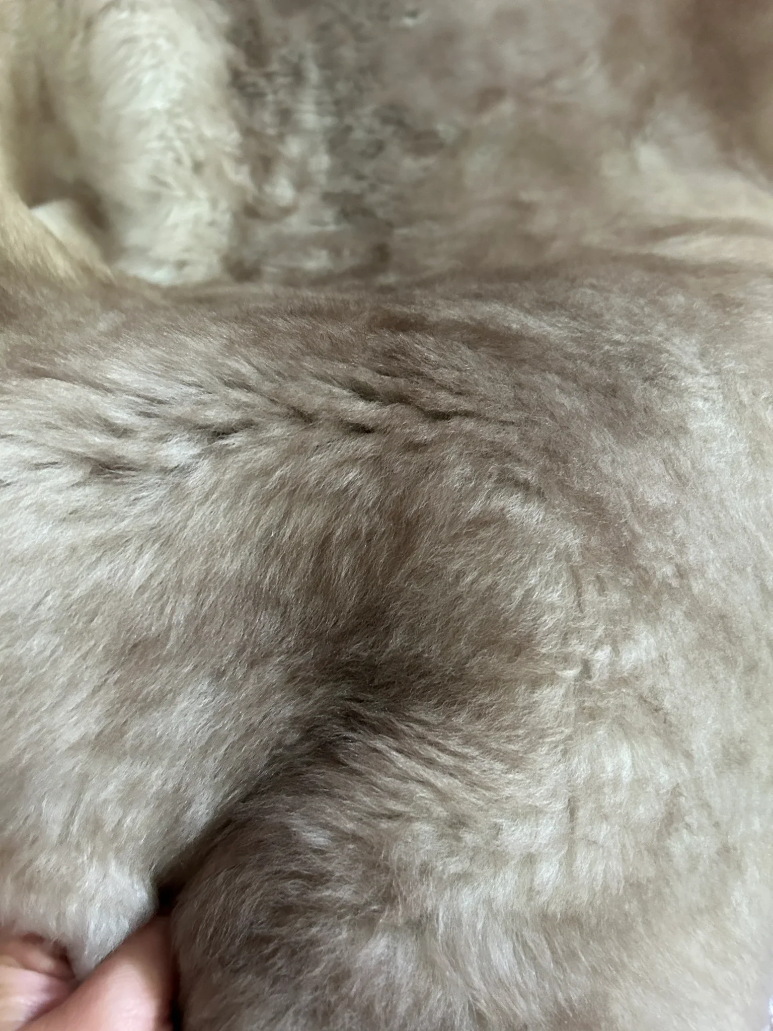 Greyish Brown Shortfur Sheepskin - Image 8