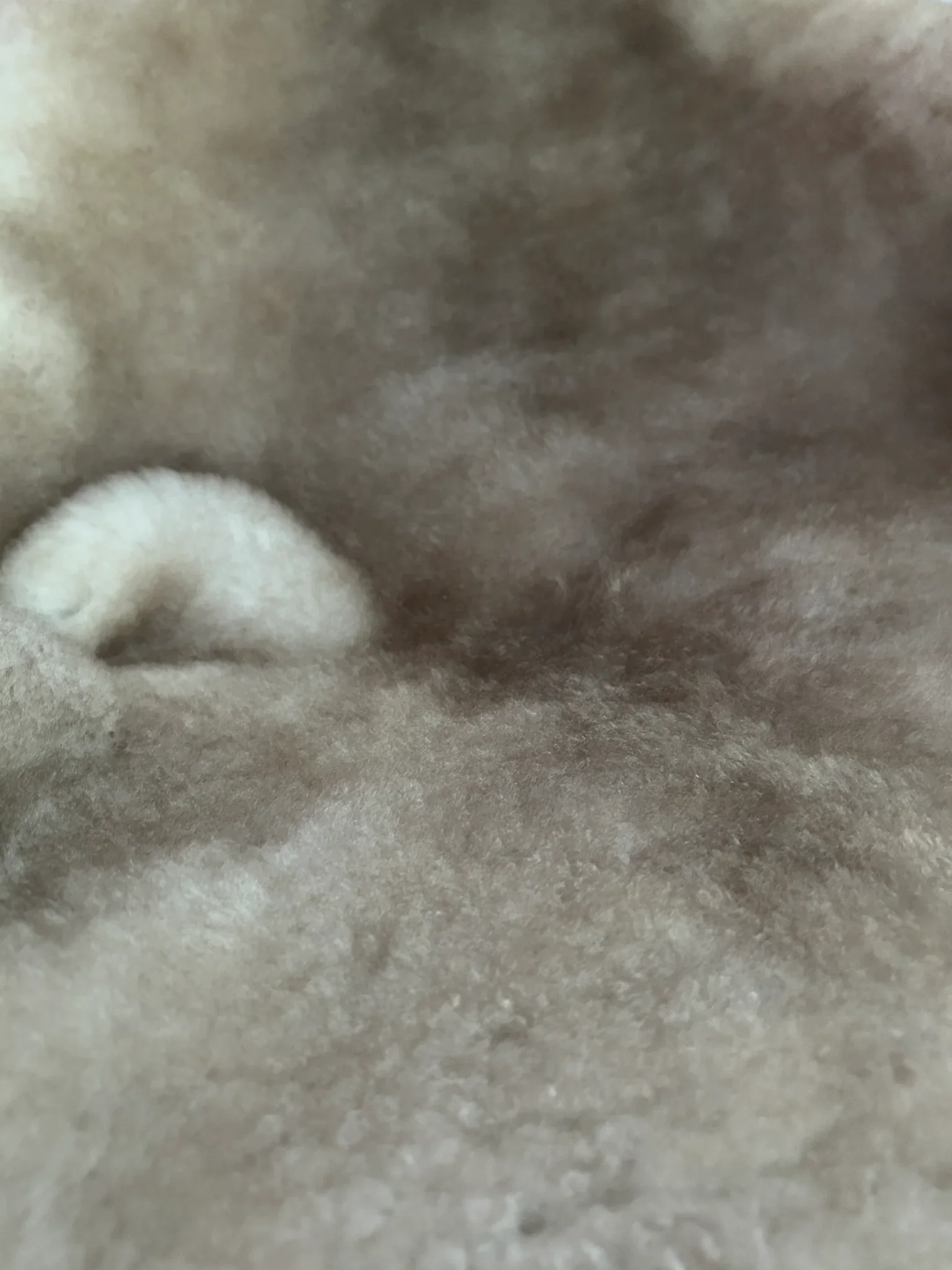 Greyish Brown Shortfur Sheepskin - Image 9