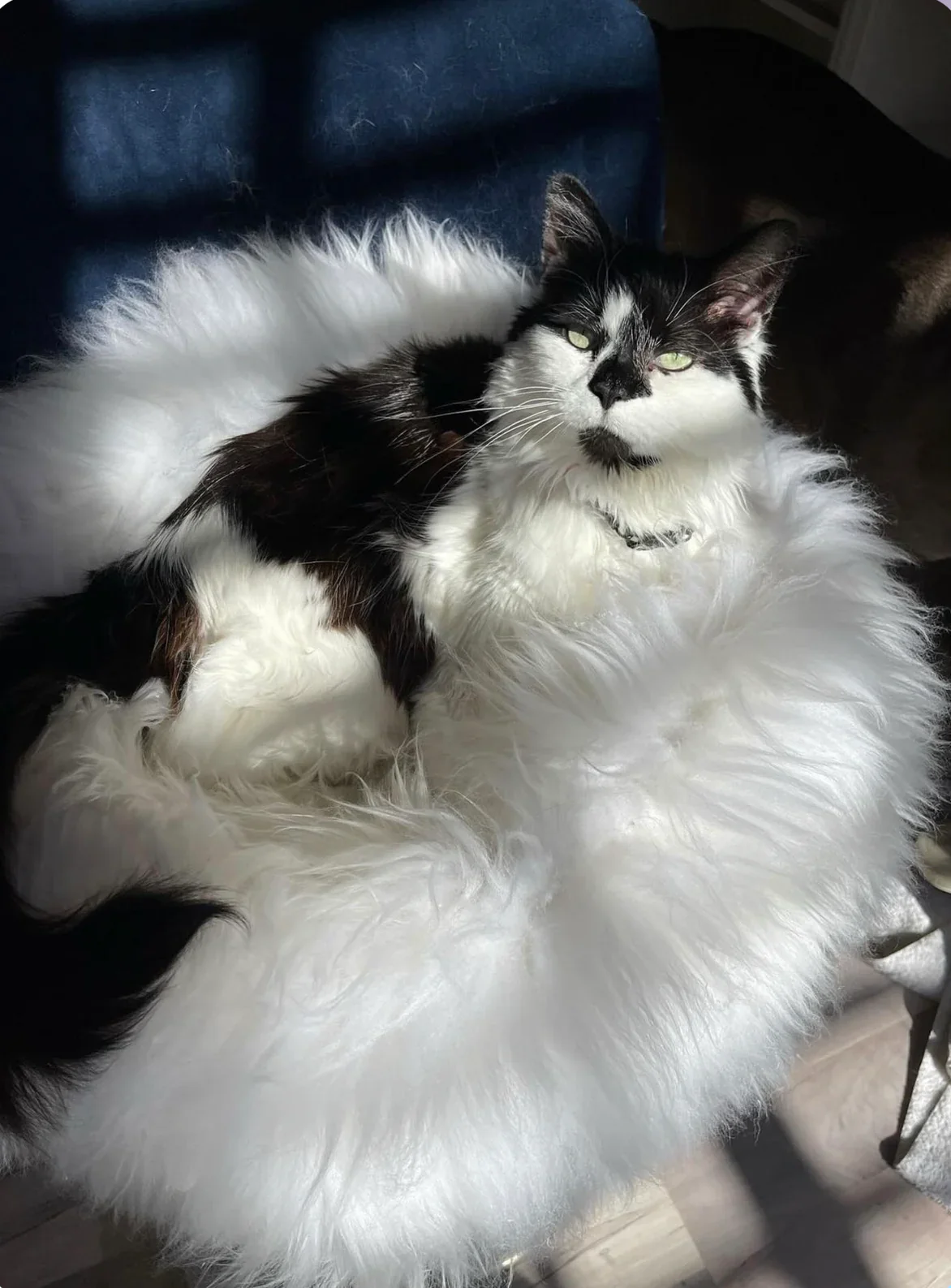 The Snug in Ivory, Small - Image 3