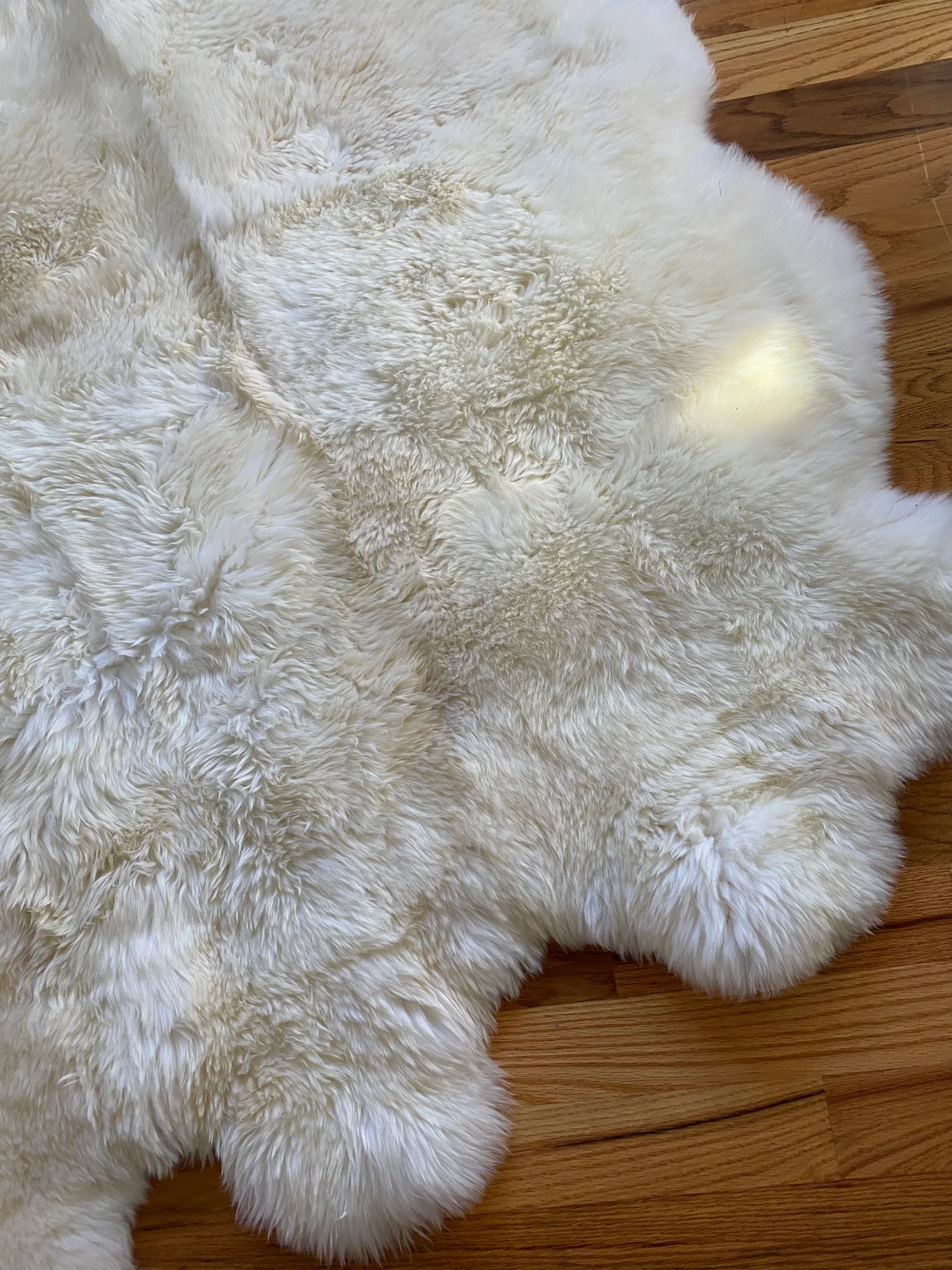 Sacred Spaces: Plush Ivory Sexto - Image 4