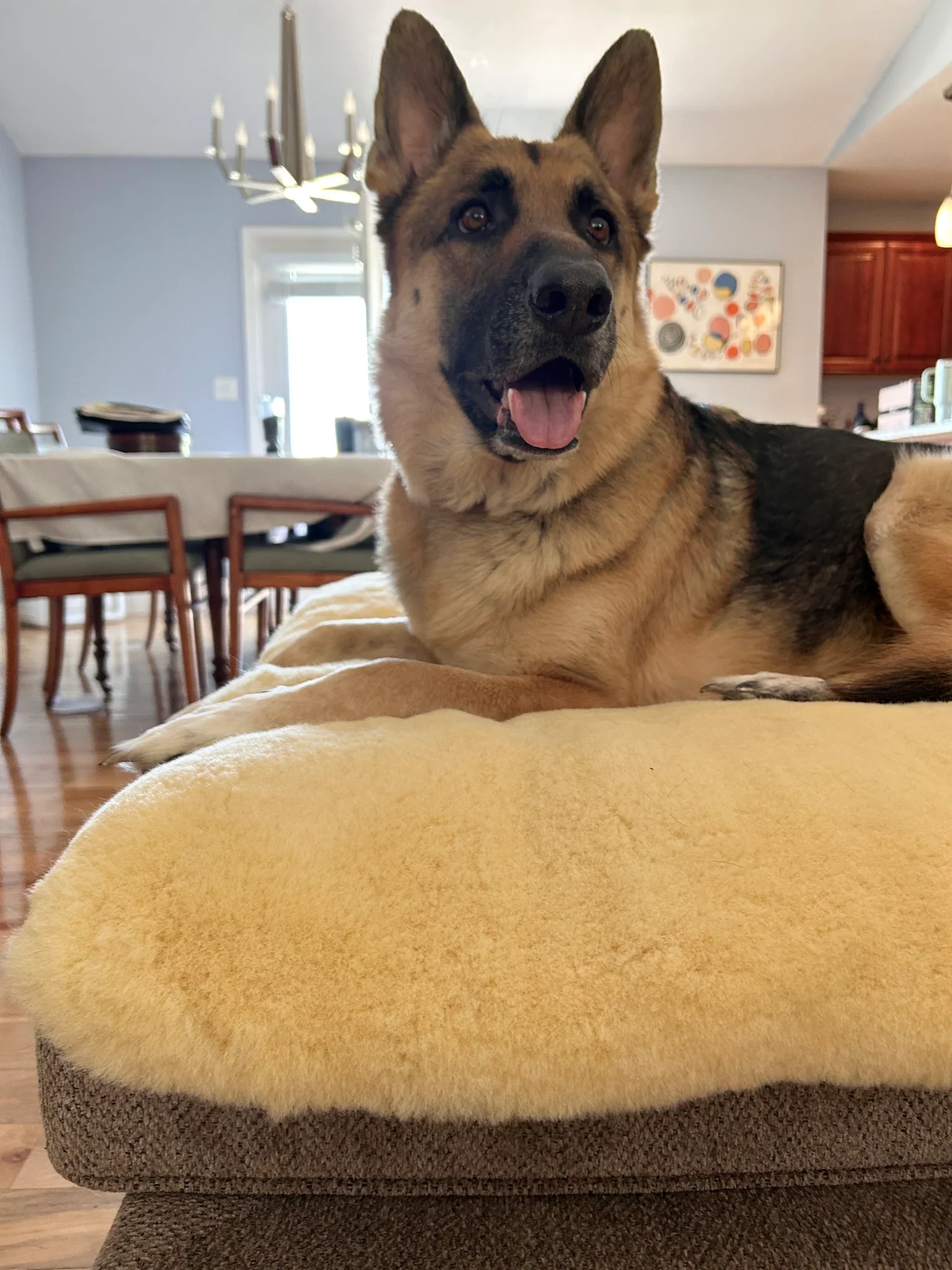 The PupPad - Image 5